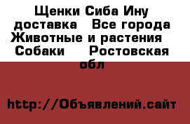 Щенки Сиба Ину доставка - Все города Животные и растения » Собаки   . Ростовская обл.